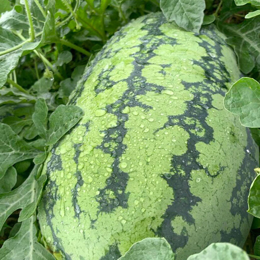 Beishu 8424 watermelon seeds, early maturing special melon fruit, no pruning, 50 pieces of lazy watermelon seeds