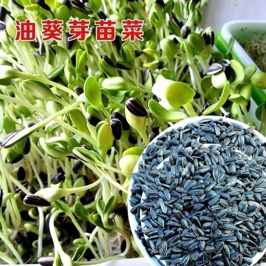 Shop: Dwarf sunflower seeds are sown in spring and summer. The sunflower yield is higher and the oil rate is higher. It can be used for sprout cultivation. Oil sunflower seeds. Selected 2 packs. About 700 seeds.
