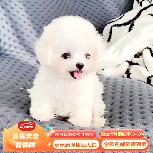 Mixed Chinese Pastoral Dog Golden Retriever Corgi German Shepherd Labrador Horse Dog Shiba Inu Bichon Frize Puppy Pet Dog Live Mixed Class German Shepherd Mixed