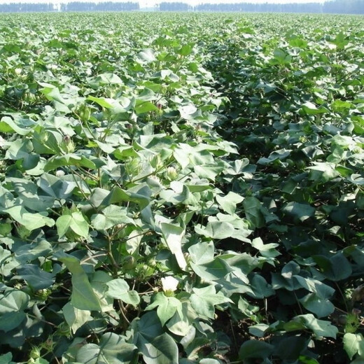 Xinjiang Cotton Seed Lazy Man Thousand Jin Jin is equal to 0.5 kg Wang Datian Planting Resistant to Insects, Diseases and Repeated Cropping Xinjiang Cotton Seed This Year's New Seed Coated Seed Selected 50 Seeds