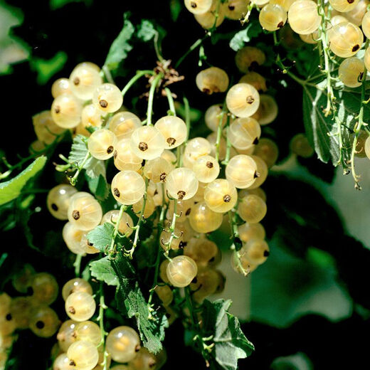 Gooseberry saplings, potted fruit seedlings, wild berries, patio balcony planting pots, 30 red currant seeds
