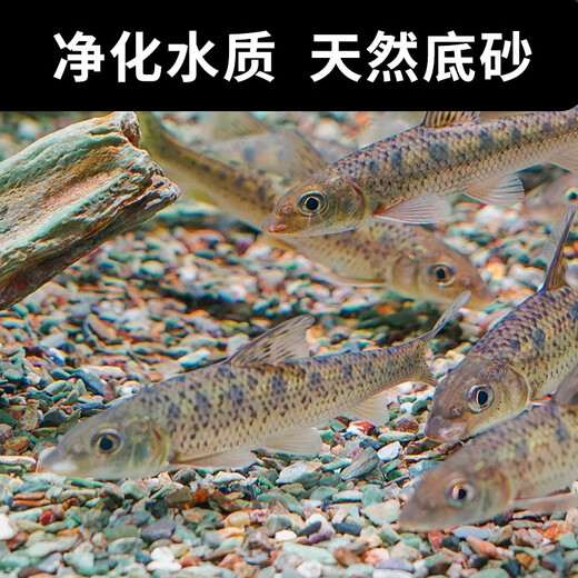 Natural original ecological stream stone bottom sand fish tank special filter paving ornaments volcanic stone landscaping main stone pebbles 5Jin Jin is equal to 0.5kg packed with natural stream stone (6-12mm)