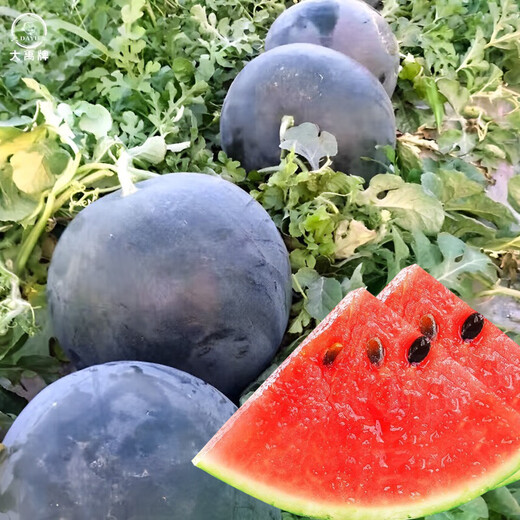 Dayu Lazy Man Watermelon Seed Seedlings Extra Large Suitable for Early Maturing Lazy People in the South 8424 Kirin Melon Meidu Seedless Fruits and Vegetables Black Watermelon Seeds 10 capsules 2 bags