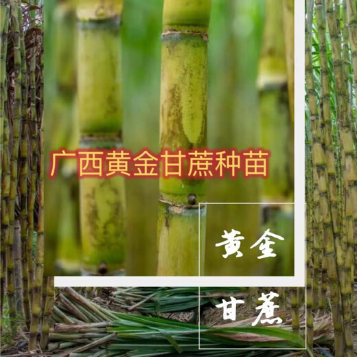 Jingyu Guangxi Golden Sugarcane Fresh Seedlings 5 Yellow Sugarcane Roots