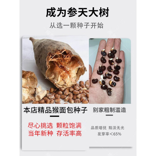 Rare succulents imported from Africa, rare species saplings, potted bonsai root fruits, baobab seeds, 10 baobab seeds + rooting powder