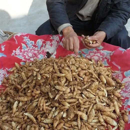 Gastrodia seeds Hubei Gastrodia 0 generation seeds Gastrodia seedlings Gastrodia seeds One Jin Jin is equal to 0.5 kg + 2 bottles of Armillaria