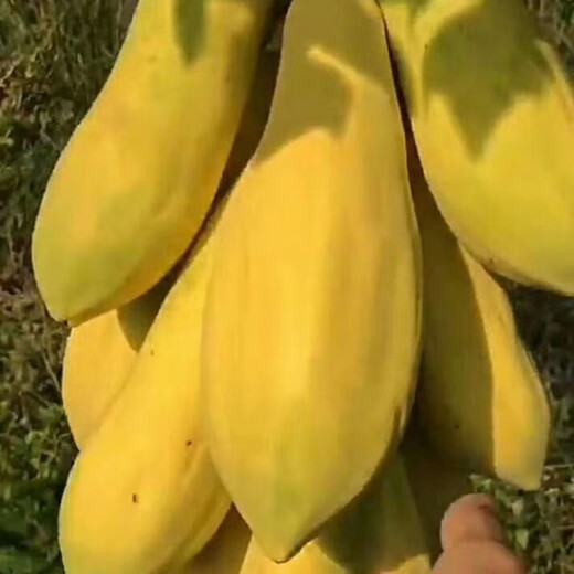 Papaya seedlings Thai golden milk papaya seedlings dwarf south and north planting potted ground planting annual fruit papaya fruit papaya 5 cm (with soil and leaves)