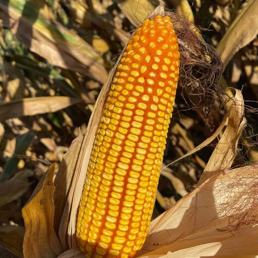 Suiyiman Jingke 968 high-yielding corn seeds, short stems and big sticks, drought-resistant and high-temperature resistant purple gold version white shaft corn seeds purple gold version original 4000 grains 2 bags