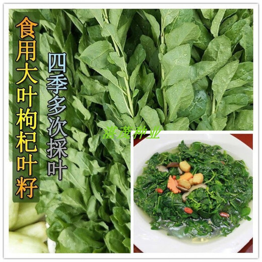 Lycium barbarum seed seedlings for four-season vegetable leaves, wolfberry seed potted plants for balcony and courtyard, four-season planting of wolfberry leaf vegetable seeds, 100 capsules