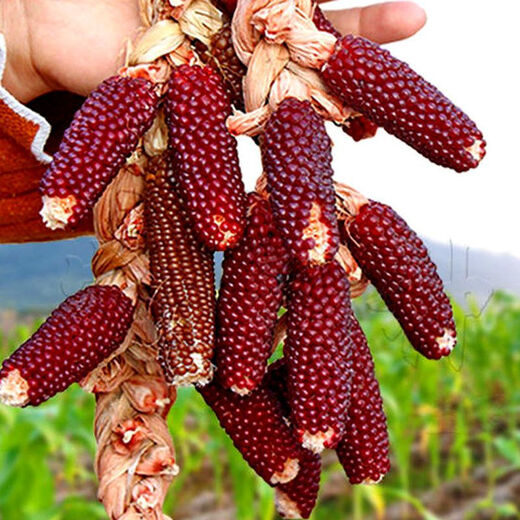 Super sweet fruit pineapple corn seeds wholesale pineapple corn sweet waxy corn seeds Wenwan field seasonal vegetables strawberry corn 50 grains Wenwan corn seeds