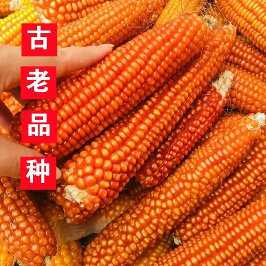 Princess Pomelo old variety yellow corn kernels self-saved seeds farmer stupid corn seeds can be self-saved old corn seeds 50 grams old corn seeds 100 grams
