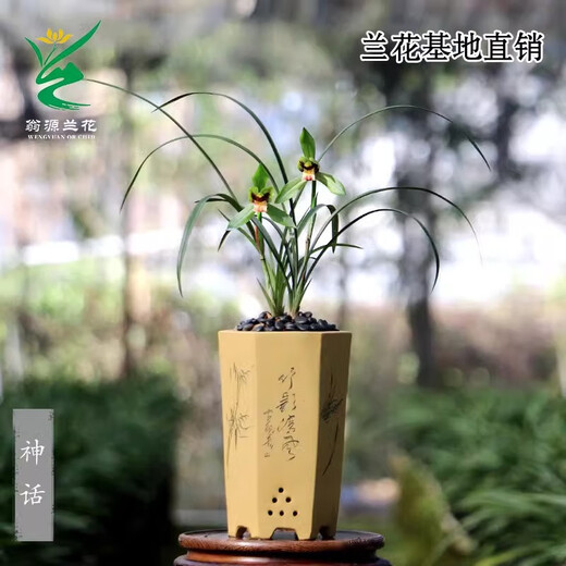 Wengyuan Orchid, Spring Orchid, Myth Thin Leaf Grass, Flower Tongue Colorful Qinhua Qinbud Strong Fragrance Green Plant Potted Plant, Myth 5 Seedlings, Large Strong Seedlings, Simple Pot Hair