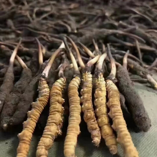 新鲜冬虫夏草2025年头期虫草正品领导高海拔送礼正宗鲜虫草过节 1.2克/根以上  10根鲜虫草 冬虫夏草  顺丰发货