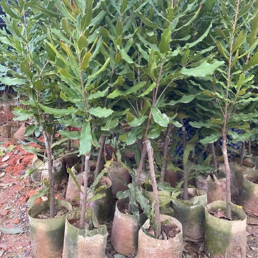 桂热一号坚果苗澳洲夏威夷果正宗矮化嫁接苗庭院常绿树苗带土发货 695号坚果四年【带营养杯发货】 90cm(含)-99cm(含)
