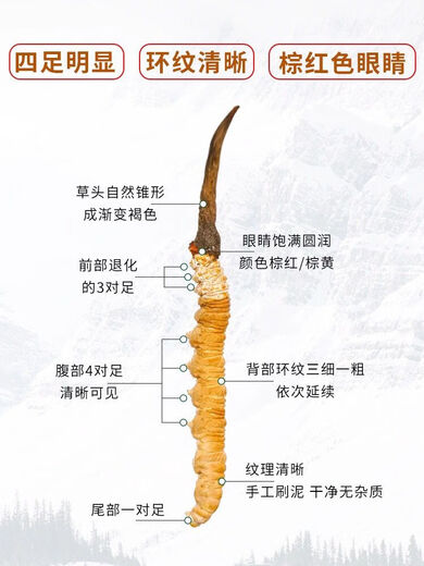 Eryabei Auténtico First Cordyceps Cordyceps Clean grandes Cordyceps frescos genuinos 2025 Cordyceps de productos secos seleccionados 50 grandes botellas acrílicas de alta gama