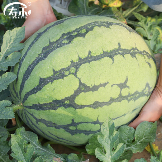 Shouhe watermelon seeds melon seeds early maturing extra large unicorn super sweet thin skin rock sugar 8424 watermelon seeds 120 capsules