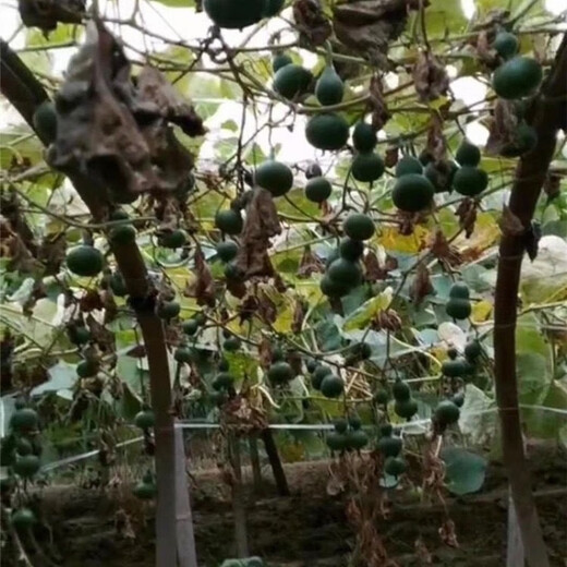 墨绿小葫芦翡翠葫芦盆栽手捻小葫芦种子文玩亚腰种盆栽四季阳台 种墨绿小葫芦种子 粒粒饱满發芽率9922粒