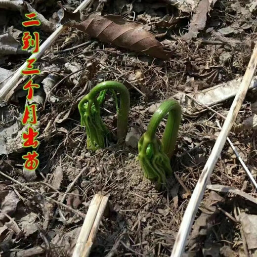 Changbai Mountain ginseng seeds, wild ginseng seeds, easy to grow Chinese medicinal materials in all seasons, easy to live indoor flower pots, Changbai Mountain ginseng seeds, new species, new species, about 200 capsules