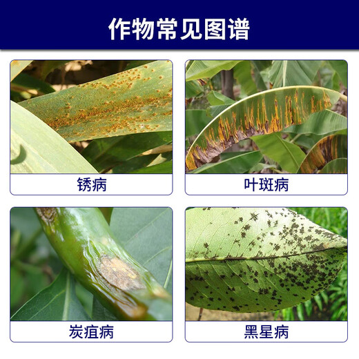 先正达翼选金棠阿米妙收苯甲嘧菌酯辣椒炭疽叶斑纹枯蔓病杀菌剂10ml*1袋