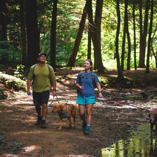 Ruff Wilvergland dog leash large dog ruffwear Golden Retriever Shiba Inu Teddy pet dog leash dog chain p chain Zhaoxia powder