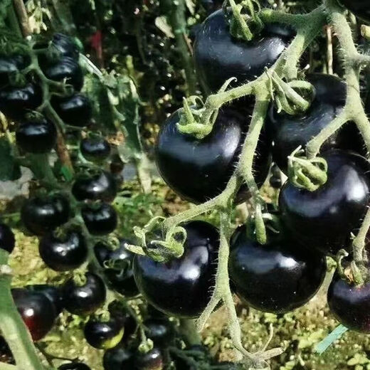 Black Pearl Cherry Tomato Seeds Four-Season Balcony Potted Plants Easy to Grow Black Jewel Tomato Fruit-Type Vegetable Seeds Black Pearl Little Saint Tomato Seeds 6 Trial Seeds Rare and Expensive