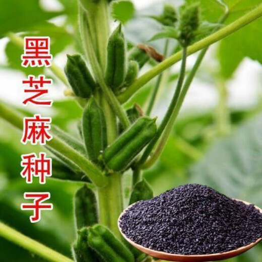 New Academy of Agricultural Sciences Black Sesame Seeds White Sesame Seeds Overlord Whip Early Cooked Food Dual-Purpose High Oil Sesame Seeds Black Sesame Overlord Whip High Oil White Sesame Seeds 200 per bag 1 bag of selected original seeds