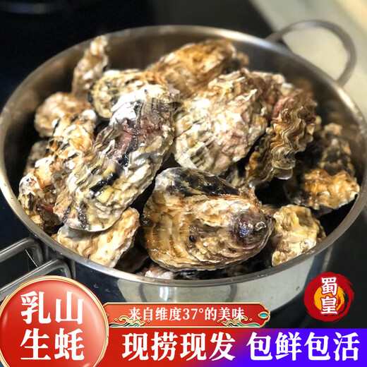 Shuhuang Rushan Oysters Fresh Large Seafood 5Jin Jin is equal to 0.5kg, net weight 4XL (9-13 pieces), only shipped directly from the source, free shipping