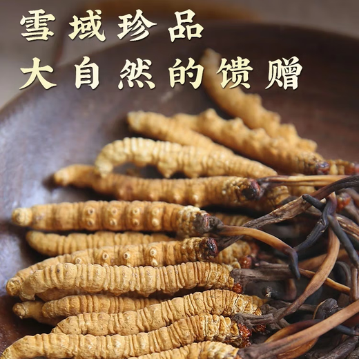Kangyuan Tibetan grassland Cordyceps high-altitude dry goods Cordyceps health supplements gifts for parents, elders and colleagues high-end gift boxes, 3 sticks per gram, 50 grams [Exclusive gift box]