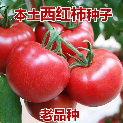Farmer's Big Pink Tomato Seeds Big Red Four Seasons Woolly Pink Persimmon Seeds Tomato Seedlings Balcony Garden Vegetable Seeds Big Tomato Seeds 366 + Song Fertilizer