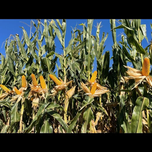 Suiyiman Jingke 968 high-yielding corn seeds, short stems and big sticks, drought-resistant and high-temperature resistant purple gold version white shaft corn seeds purple gold version original 4000 grains 2 bags