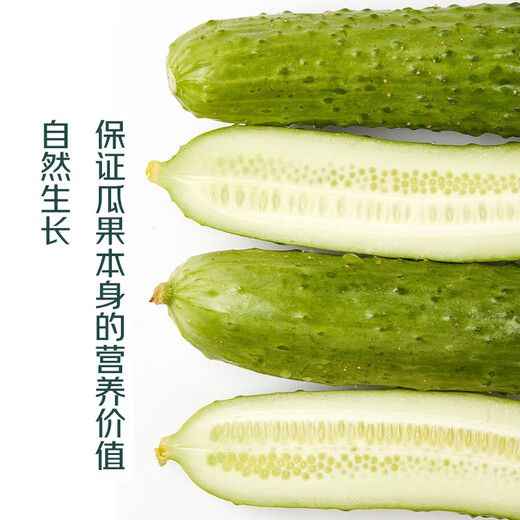 Fruit vegetables Northeast dry cucumber about 550g