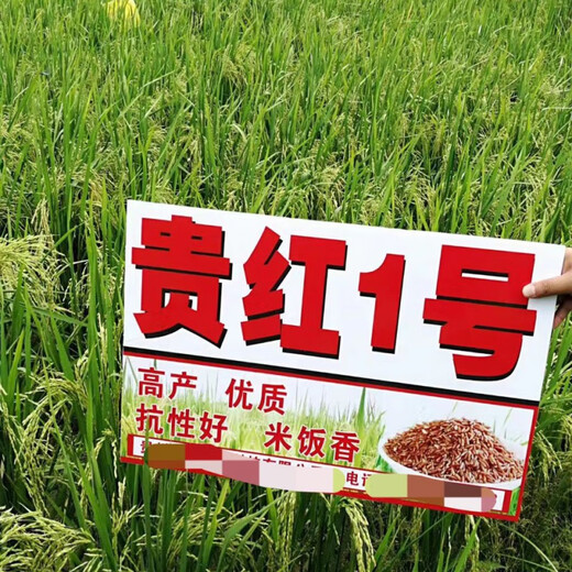 Guizhou Guihong No. 1 Fragrant Red Rice Rice Seed Rouge Rice Special Red Rice Seed Long Grain Red Indica Rice Early Fragrant Rice Red Rice Guihong No. 1 (500g) x 1 bag
