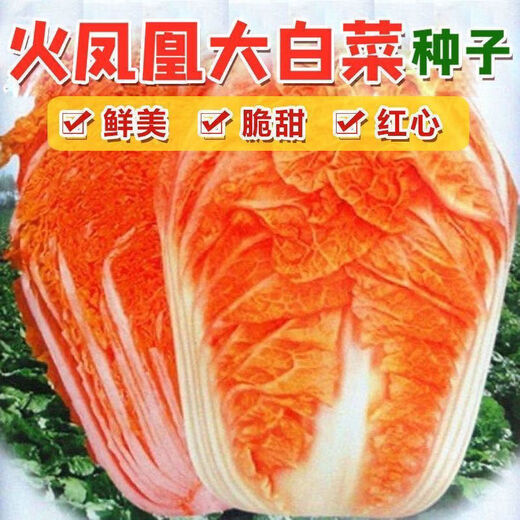 Fire Phoenix Chinese Cabbage Seeds Red Cabbage Seeds are disease-resistant, high-yielding and high in calcium. Orange and Red Cabbage are easy to grow in farmers’ fields. Matched Version. Fire Phoenix Cabbage Seeds. High-quality products - new seeds. 1 pack of approximately 199 capsules.
