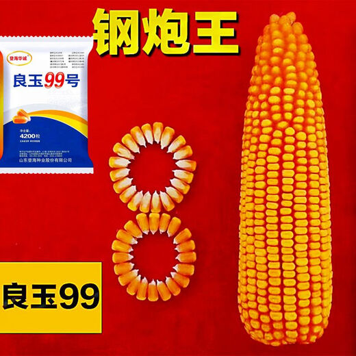 Arbre de semence de maïs Liangyu 99 à rendement stable approuvé au niveau national, grain fin, résistant aux températures profondes, résistant à la verse, résistant aux maladies, semence de maïs à rendement super stable, Liangyu 99 original, 4200 grains, un acre de terre