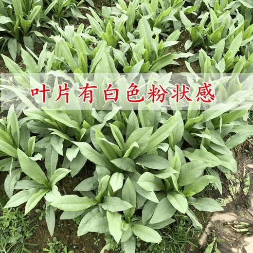 Bohui Gaozhou Sweet Wheat Seeds, Sweet Wheat Seeds, Bitter Wheat Seeds, Authentic Gaozhou Sweet Wheat Seeds, Specialty Soft, Tender and Refreshing Gaozhou Sweet Wheat Seeds 4 packs and 6 packs (40 people choose)