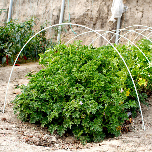 Shouhe vegetable shed plastic film and bracket mulch film agricultural vegetable shed shelf vegetable growing shed film (width 2m * length 5m) + 10 poles