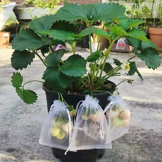 (Results 20 days after the slow seedling period) Cream Strawberry Seedlings Potted Four-Season Strawberry Saplings Planted in the South and North Cream Strawberry All-Season Fruits Cold-resistant and Freezing-resistant (1 seedling) The amount of fruit is average*
