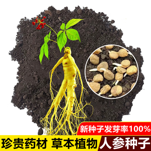 Changbai Mountain ginseng seeds, wild ginseng seeds, easy to grow Chinese medicinal materials in all seasons, easy to live indoor flower pots, ginseng seeds, shipped without buds, big sale, 3 bags selected, about 156 capsules