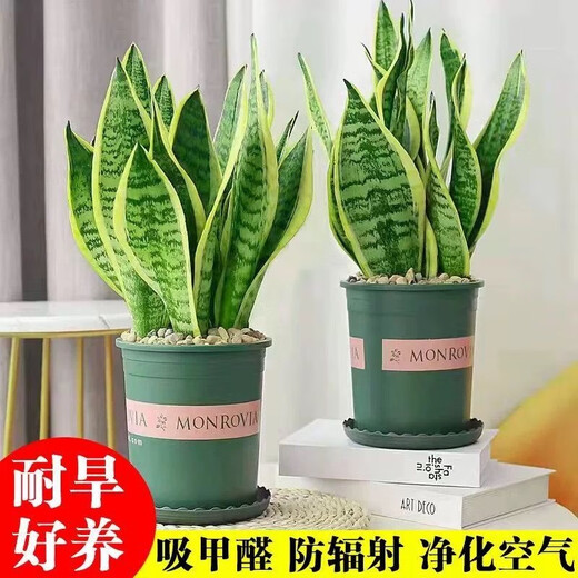 Phnom Penh tiger orchid new house office succulent flowers white jade tiger orchid long-legged tiger orchid green plant potted plant 3 Phnom Penh tiger orchid + 1 gallon pot with bottom tray