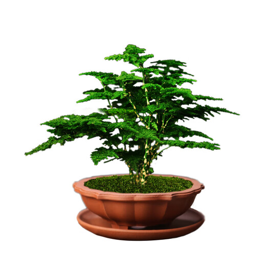 
Tangshan Yunsong is authentic Tangshan dwarf literary bamboo office is easy to raise green potted desktop bonsai with potted plants 12023 Original pot Tangshan Yunsong 5-year-old bonsai