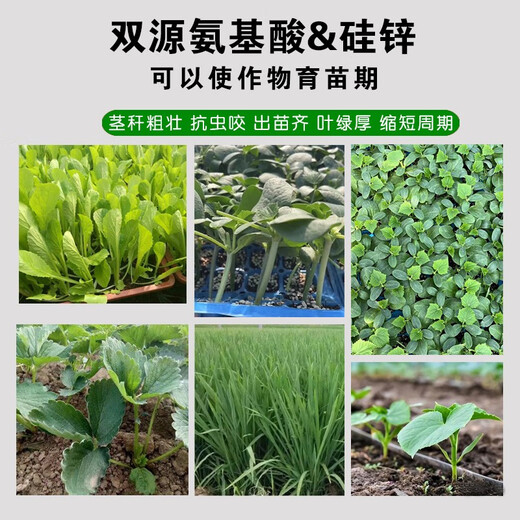 Special foliar fertilizer for phantom seedlings, insect-proof and strong pole shortening cycle, nutritional balance, amino acid fertilizer, suspended silicon and zinc, dual source amino acid suspended silicon and zinc, 2 bottles