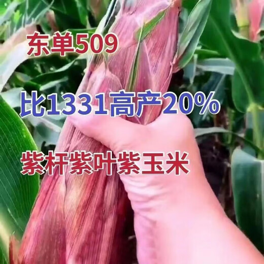Spot new species Dongdan 509 double national-approved twin short-stem extra-large cob high-yielding corn seed purple stem purple root lodging resistance Big Mac Dongdan 509 whole bag 3.2 Jin Jin equals 0.5 kg per acre red axis long grain lodging resistance drought and pest resistance high temperature