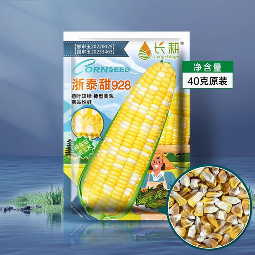 Supersüße, zweifarbige Fruchtmaissamen aus Langzeitanbau, einfach zu züchtende Zuckermaissamen, extra groß, dürreresistent, Frühling, vier Jahreszeiten, süßer Wachsmais, klebriger süßer Zhetai-süßer 928-Mais, 40 g Original