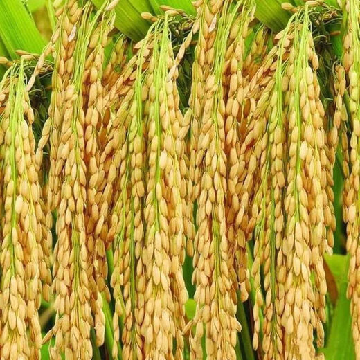 Гуйчжоу Тайхэ Сяннуо/Хуинуо 330/Цяннуою 88 семена ароматного клейкого риса, семена клейкого риса с короткими зернами, круглые, Цяннуою 88, одна упаковка (длинный клейкий рис 200 г) гибрид