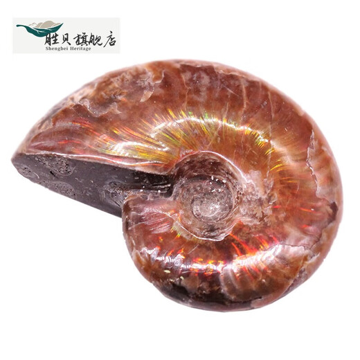 Shengbei Natural Ammonite Snail Fossil Colorful Ammonite Biological Fossil Raw Stone Specimen Ammonite Gemstone Ornament Children's Popular Science 6-7cm One