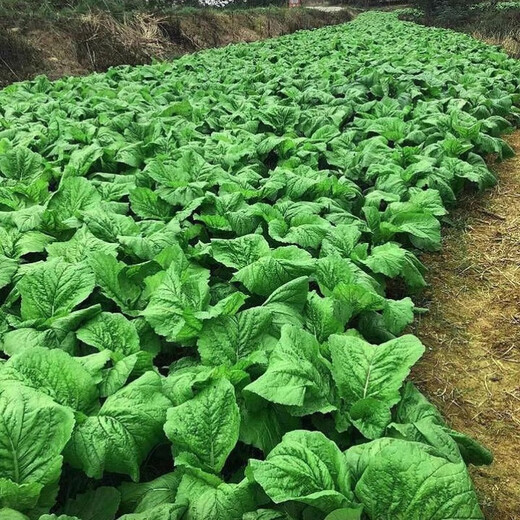 Sichuan Kuanbang green vegetable seeds, pickled pickles, sauerkraut, pickles, medium-ripe large-leaf autumn sown vegetable seeds, hot product impulse, Kuanbang green vegetable seeds, new this year, RNG9 original factory, 2 packs, about 2,000 grains