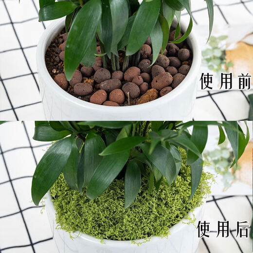 Simulated filamentous moss green micro landscape layout fake lawn fish tank landscaping rockery stone bonsai landscaping pavement light yellow green 70g free 40g