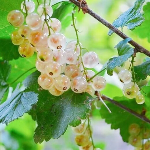 Currant Seeds Gooseberry Tree Potted Fruit Berry Seeds Patio Balcony Red Currant Seeds Selected 1 Pack of 100 Capsules