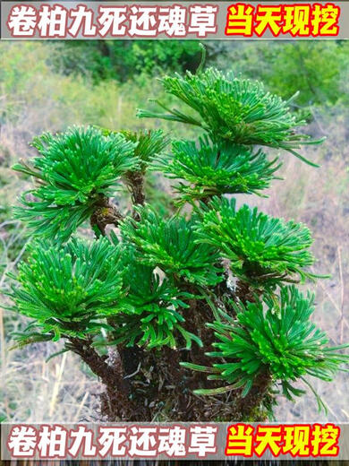 Shantou Lincun Selaginella nine-death resurrection grass tabletop flowers and plants bonsai potted rockery combination absorbent stone calamus orchid freshly dug single pole large-leaf Selaginella no pallet included