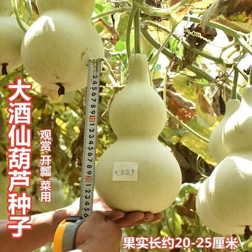Treasure gourd seeds edible vegetable gourd vegetable seeds spring planting large gourd seeds flower seeds easy to grow in spring treasure gourd seeds - new species of the season original pack of about 11 seeds -